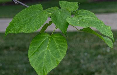 Catalpa ×erubescens Carr. (hybrid catalpa), leaves
