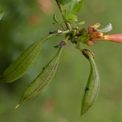 Campsis radicans (L.) Seem. (trumpet vine), immature fruit