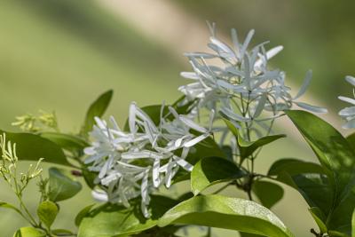 Chionanthus retusus Lindl. & Paxt. (Chinese fringe tree), flower group