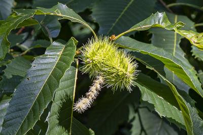 Castanea dentata (Marsh.) Borkh. (American chestnut), fruit