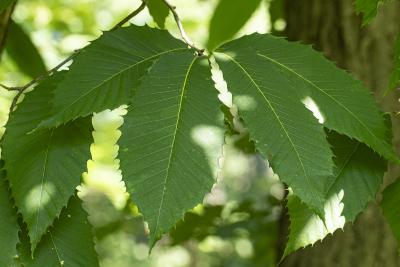Castanea dentata (Marsh.) Borkh. (American chestnut), leaves