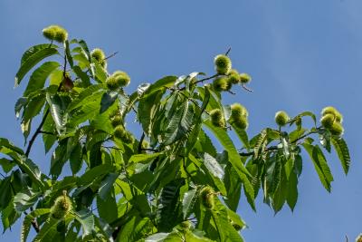 Castanea dentata (Marsh.) Borkh. (American chestnut), fruit on tree