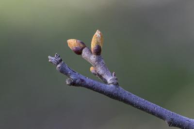 Castanea dentata (Marsh.) Borkh. (American chestnut), leaf bud