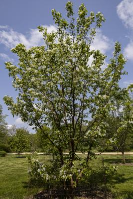 Chionanthus retusus Lindl. & Paxt. (Chinese fringe tree), form