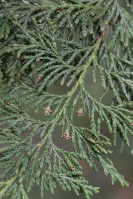 Chamaecyparis pisifera (Sieb. & Zucc.) Endl. (sawara-cypress), flower
