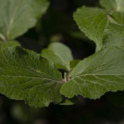 Viburnum ‘Cayuga’ (cayuga viburnum), leaves