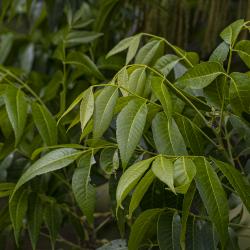 Carya illinoinensis (Wang.) K. Koch (pecan), leaves