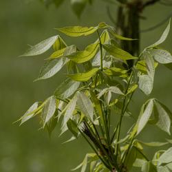 Carya laciniosa (Michx. f.) Loudon (shellbark hickory), new leaves