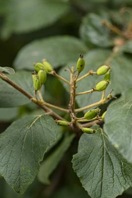 Viburnum ‘Cayuga’ (cayuga viburnum), fruit