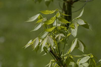 Carya laciniosa (Michx. f.) Loudon (shellbark hickory), new leaves