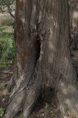 Chamaecyparis pisifera (Sieb. & Zucc.) Endl. (sawara-cypress, bark