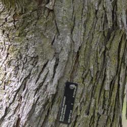 Carya laciniosa (Michx. f.) Loudon (shellbark hickory), bark