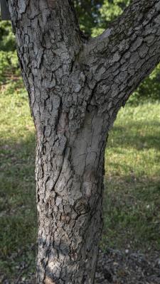 Cornus florida L. (flowering dogwood), bark