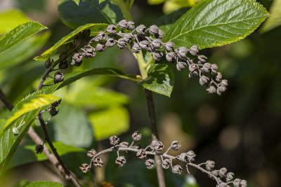 Clethra alnifolia L. (summersweet clethra), fruit