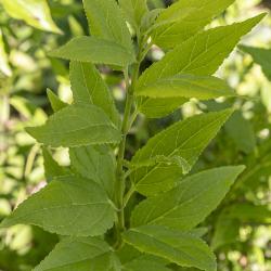 Deutzia gracilis Sieb. & Zucc. (slender deutzia), leaves