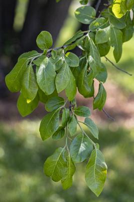 Diospyros virginiana L. (persimmon), leaves