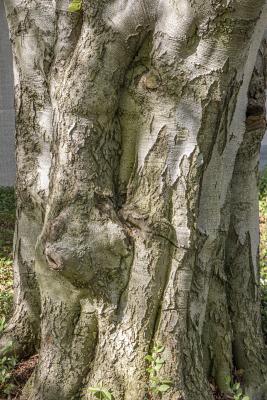 Fagus sylvatica L. (European beech), bark