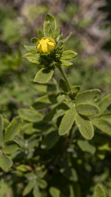 Dasiphora fruticosa L. (shrubby cinquefoil), bud