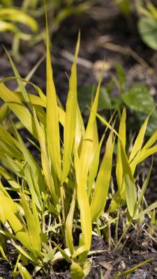 Hakonechloa macra ‘All Gold’ (All Gold Japanese forest grass), leaves