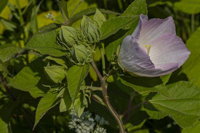 Hibiscus syriacus L. (rose-of-sharon), flower and buds