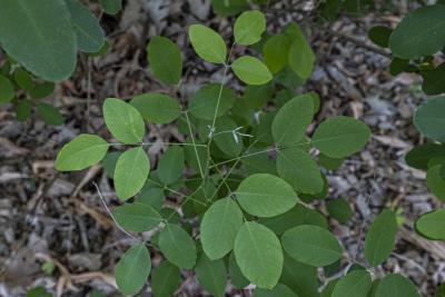 Lespedeza bicolor Turcz. (shrub bush-clover), leaves