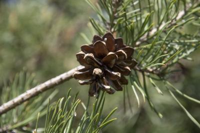 Pinus sylvestris L. (Scots pine), cone