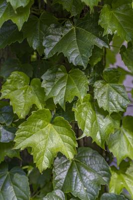Parthenocissus tricuspidata (Sieb. & Zucc.) Planch. (Boston-ivy), leaf
