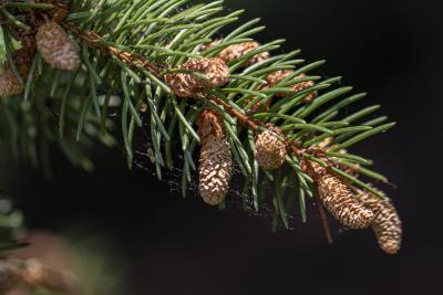 Picea abies (L.) Karsten (Norway spruce), male flowering cones