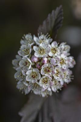 Physocarpus opulifolius ‘Seward’ (common ninebark – SUMMER WINE™), flower