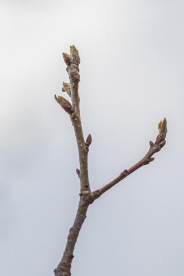 Quercus muehlenbergii Engelm. (chinkapin oak), leaf bud