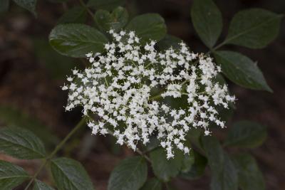 Sambucus nigra L. (European elderberry), flower