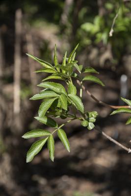 Sambucus nigra L. (European elderberry), leaves