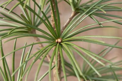 Sciadopitys verticillata (Thunb.) Sieb. & Zucc. (Japanese umbrella-pine), bud