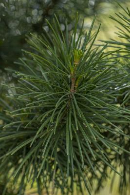 Sciadopitys verticillata (Thunb.) Sieb. & Zucc. (Japanese umbrella-pine), new needles