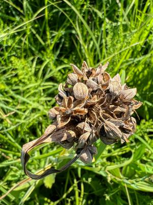 Tradescantia ohiensis Raf. (common spiderwort), fruit