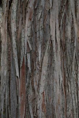 Taxodium distichum (L.) Rich. (bald-cypress), bark