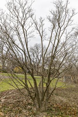 Syringa reticulata (Blume) Hara (tree lilac), winter form