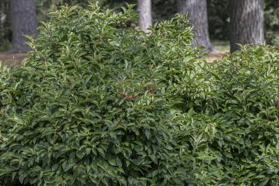 Viburnum farreri Stearn (fragrant viburnum), form