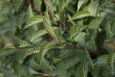 Viburnum farreri Stearn (fragrant viburnum), leaves