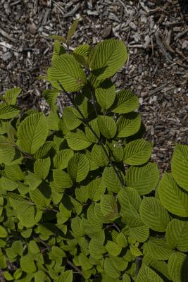 Viburnum plicatum ‘Shasta’ (Shasta doublefile viburnum), leaves