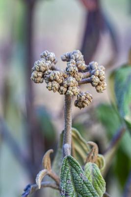 Viburnum ×rhytidophylloides ‘Holland’ (Holland hybrid leatherleaf viburnum), flower buds