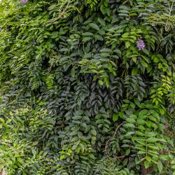 Wisteria frutescens (L.) Poir. (American wisteria), form
